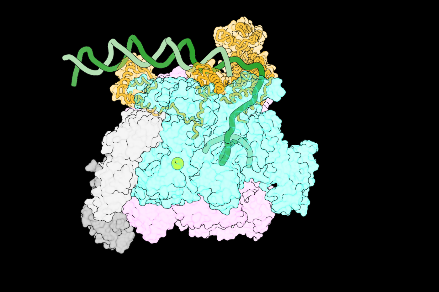 rnap intermediate